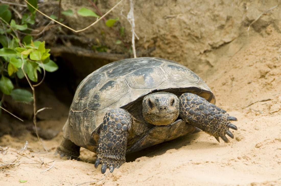 5/10/17- The Gopher Tortoise